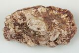 Fossil Phytosaur Scute - New Mexico #192673-1